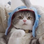 Avatar of Tehmina Raza